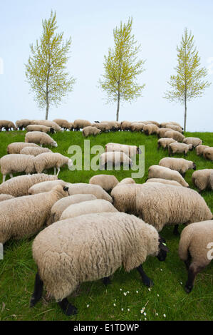 Un pâturage troupeau de digue dans le bloemdijken van Zuid beveland-réserve naturelle dans le delta néerlandais Banque D'Images