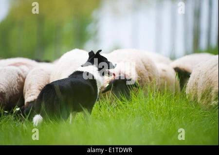 Troupeau de moutons et de berger un pâturage digue dans le bloemdijken van Zuid beveland-réserve naturelle dans le delta néerlandais Banque D'Images