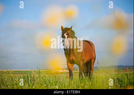 Site natura 2000 abtskolk en de putten en Hollande avec le honor harger moulin et un cheval Banque D'Images