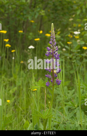 À feuilles de lupin (Lupinus polyphyllus) croissant dans le fossé. Banque D'Images