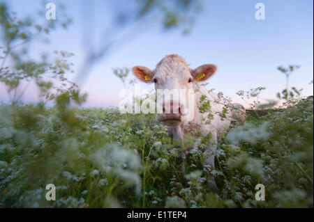 Les Vaches à l'beningerslikken réserve naturelle dans un champ de cow parsley Banque D'Images