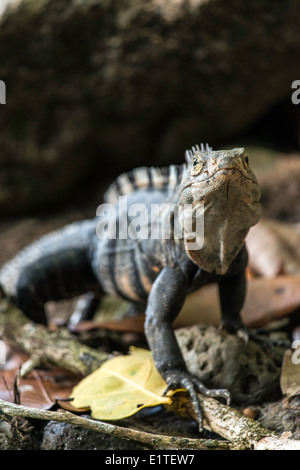 Iguane noir Ctenosaura similis reptile Parc National Manuel Antonio, Costa Rica Banque D'Images
