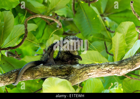 Porcupine à poil long Erethizon dorsatum sur un arbre Costa Rica Banque D'Images