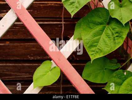 Feuilles vertes sur un treillis en bois Banque D'Images