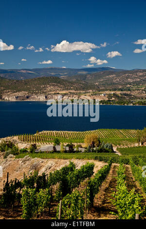 Naramata Bench vignes près de Penticton, de l'Okanagan, BC, Canada. Banque D'Images