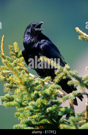 Grand Corbeau (Corvus corax), adultes de l'Alberta, au Canada. Banque D'Images