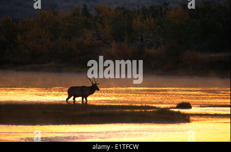 Le wapiti (Cervus elaphus) mâle adulte, Alberta Canada. Banque D'Images