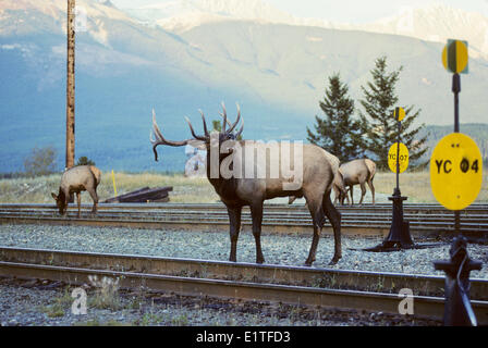 Le wapiti (Cervus elaphus), mâle, brames, Jasper National Park, Alberta, Canada. Banque D'Images