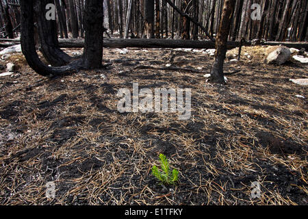 Forêts brûlées dans la région de Cariboo Chilcotin British Columbia Canada Banque D'Images