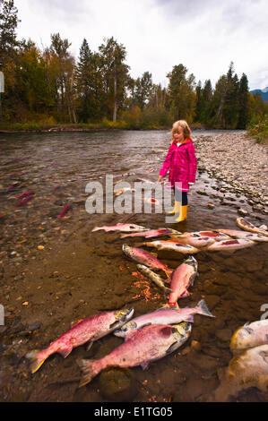 Le frai du saumon rouge (Oncorhynchus nerka), aussi appelé saumon rouge dans la rivière Adams, British Colulmbia, Canada. Banque D'Images