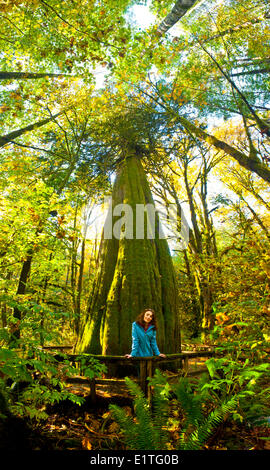 Femme en face de 1000 ans, le cèdre rouge de l'arbre, British Colulmbia, Canada. Banque D'Images