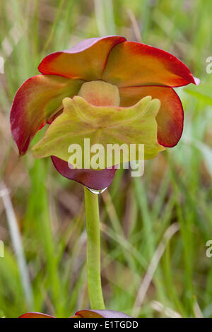 La fleur sur une sarracénie pourpre (Sarracenia purpurea) dans le parc national du Gros-Morne à Terre-Neuve - cette plante carnivore