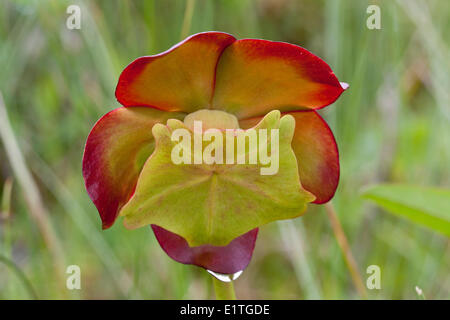 La fleur sur une sarracénie pourpre (Sarracenia purpurea) dans le parc national du Gros-Morne à Terre-Neuve - cette plante carnivore