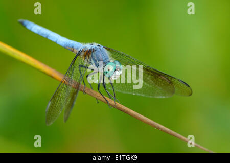 Dasher (mâle bleu Pachydiplax longipennis) Viaduc à appartements, Saanich BC Banque D'Images