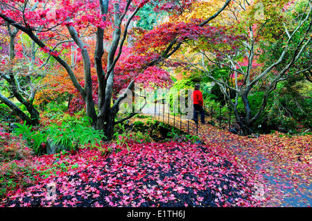 Une femme (modèle libération) bénéficie d'avis en vertu de l'érable japonais dans le parc Beacon Hill à Victoria, BC. Banque D'Images