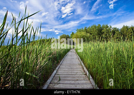 La demande par l'intermédiaire de Marsh, le parc provincial de Grand Beach, Manitoba, Canada Banque D'Images