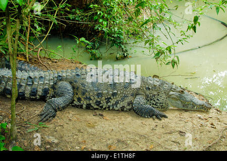Crocodile (Crocodylus acutus) le pèlerin, le Belize, Amérique Centrale Banque D'Images