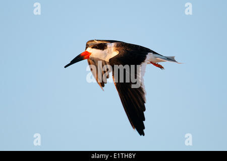 Skimmer Rynchops niger (noir), volant à son perchoir nocturne côtières de Floride, Banque D'Images