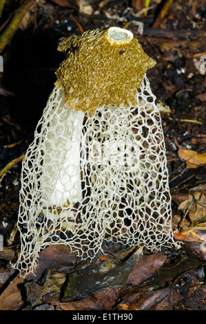 Bridal Veil Phallus indusiatus (champignons) également connu sous le phalle impudique crinoline, forêt tropicale humide, Belize, Amérique Centrale Banque D'Images