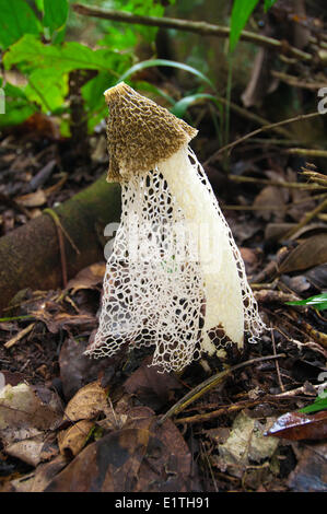 Bridal Veil Phallus indusiatus (champignons) également connu sous le phalle impudique crinoline, forêt tropicale humide, Belize, Amérique Centrale Banque D'Images