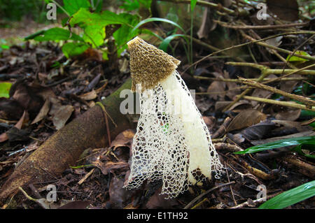 Bridal Veil Phallus indusiatus (champignons) également connu sous le phalle impudique crinoline, forêt tropicale humide, Belize, Amérique Centrale Banque D'Images