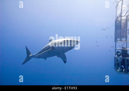 Plongée en Cage pour les grands requins blancs (Carcharodon carcharias), Isla Guadalupe, Baja, au Mexique Banque D'Images