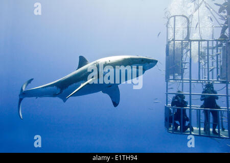 Plongée en Cage pour les grands requins blancs (Carcharodon carcharias), Isla Guadalupe, Baja, au Mexique Banque D'Images