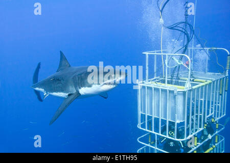 Plongée en Cage pour les grands requins blancs (Carcharodon carcharias), Isla Guadalupe, Baja, au Mexique Banque D'Images