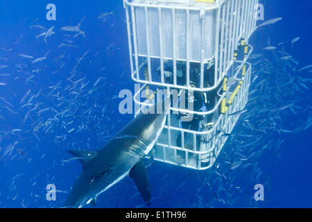 Plongée en Cage pour les grands requins blancs (Carcharodon carcharias), Isla Guadalupe, Baja, au Mexique Banque D'Images