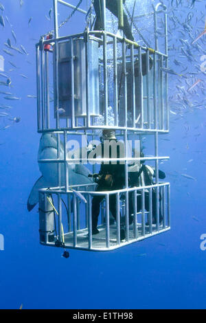 Plongée en Cage pour les grands requins blancs (Carcharodon carcharias), Isla Guadalupe, Baja, au Mexique Banque D'Images