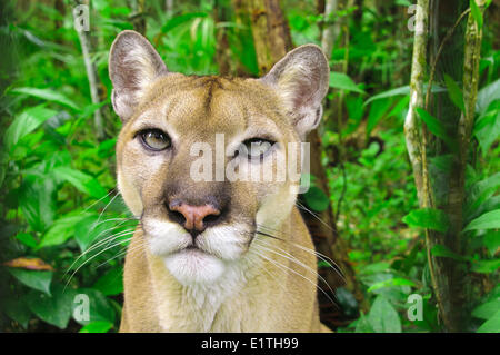 Puma d'Amérique centrale (Felis concolor), les forêts tropicales humides, Belize, Amérique Centrale Banque D'Images