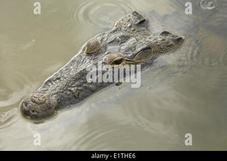 Crocodylus moreletii, Morelet's Crocodile ou du Crocodile, Coba, Quintana Roo, Mexique Banque D'Images