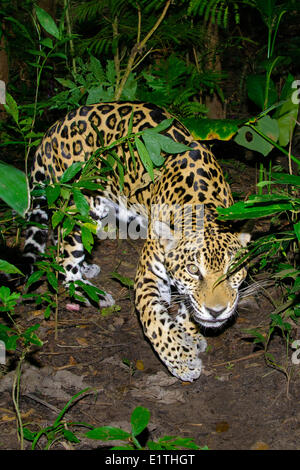 Jaguar (Panthera onca), la forêt tropicale, Belize, Amérique Centrale Banque D'Images