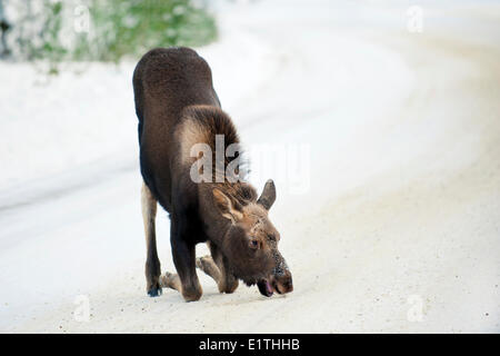 Alves (orignal alces) 7 mois et la consommation de sel d'une route d'hiver Montagnes Rocheuses canadiennes, Jasper National Park dans l'ouest de l'Alberta Banque D'Images