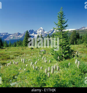 Paysage subalpin avec l'épinette d'Engelmann Picea englemannii le sapin subalpin Abies lasiocarpa en premier plan western Banque D'Images