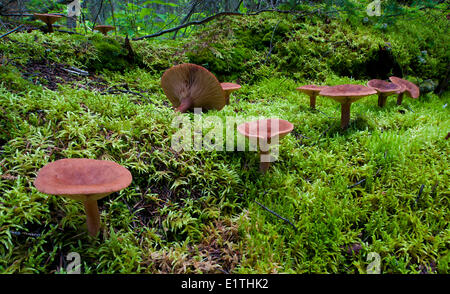 Red-hot Lactarius champignons Lactarius rufus en mousse dans l'Épinette blanche Picea glauca Douglas Pseudotsuga menziesii forest Banque D'Images