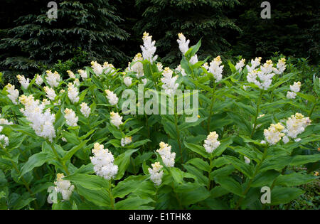 False Solomon's seal Smilacina racemosa plantes dans la forêt subalpine d'épinettes d'Engelmann Picea englemannii le sapin subalpin Abies Banque D'Images