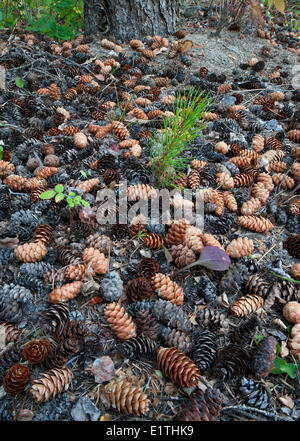 Des semis de Pinus contorta Pin tordu dans une récolte de cônes d'Épinette blanche Picea glauca 150 Mile House en Colombie-Britannique Cariboo Banque D'Images