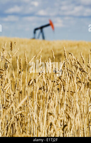 Chevalet de pompage en champ de blé près de Carstairs l'Alberta. Banque D'Images