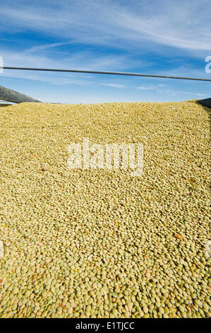 Close-up de lentilles dans un wagon de grain pendant la récolte, près de congrès, Saskatchewan, Canada Banque D'Images