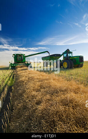 Une moissonneuse-batteuse se jette dans un wagon de grain sur le rendez-vous au cours de la récolte de canola, près de Hodgeville, Saskatchewan, Canada Banque D'Images