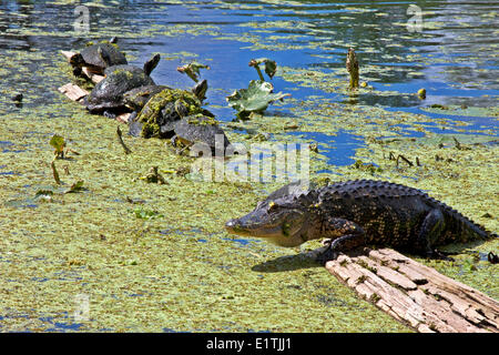 Les tortues et les Alligators, laitue Lake Park, Tampa, Floride Banque D'Images