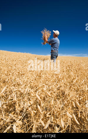 Un homme dans la maturité, la récolte de pois secs prêt champ près de Swift Current, Saskatchewan, Canada Banque D'Images