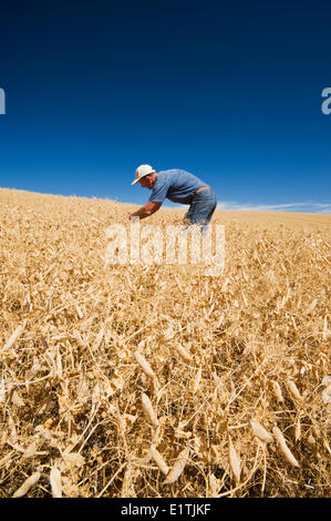 Un homme dans la maturité, la récolte de pois secs prêt champ près de Swift Current, Saskatchewan, Canada Banque D'Images