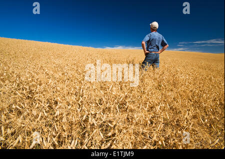 Un agriculteur de la maturité, la récolte de pois secs prêt champ près de Swift Current, Saskatchewan, Canada Banque D'Images