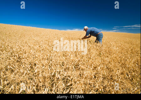 Un agriculteur de la maturité, la récolte de pois secs prêt champ près de Swift Current, Saskatchewan, Canada Banque D'Images