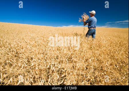 Un agriculteur de la maturité, la récolte de pois secs prêt champ près de Swift Current, Saskatchewan, Canada Banque D'Images