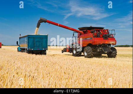Les vis d'orge une moissonneuse-batteuse dans un camion agricole à côté d'un champ de blé, pendant la récolte, près de Dugald (Manitoba), Canada Banque D'Images