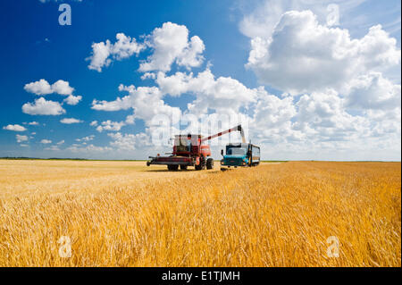 Les vis d'orge une moissonneuse-batteuse dans un camion agricole à côté d'un champ de blé, pendant la récolte, près de Dugald (Manitoba), Canada Banque D'Images