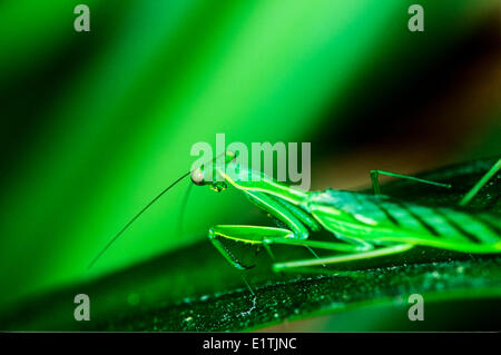 (Stalii. â€"), Mantis, Costa Rica Banque D'Images